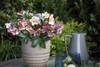 Helleborus 'Angel Glow'