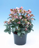 Helleborus 'Angel Glow'