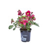 Helleborus 'Annas Red'