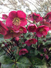Helleborus 'Annas Red'