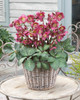 Helleborus 'Annas Red'