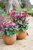 Helleborus 'Annas Red'