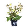 Helleborus 'Molly's White'