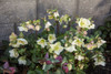 Helleborus 'Molly's White'
