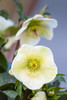 Helleborus 'Molly's White'