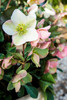 Helleborus 'Molly's White'