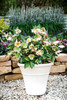 Helleborus 'Molly's White'