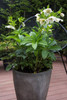 Helleborus 'Tutu White'