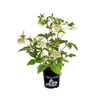 Helleborus 'Tutu White'