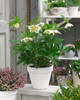 Helleborus 'Tutu White'