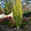 Ginkgo 'Lemonlime Spire'