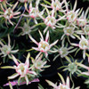 Leucadendron 'Harlequin'