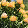Leucospermum 'Mardi Gras Ribbons'
