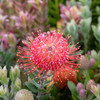 Leucospermum 'Red Phantom'