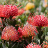 Leucospermum 'Red Phantom'