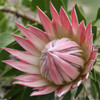 Protea 'King Pink'