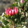 Protea 'Madiba'