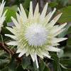 Protea 'King White'