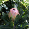 Protea 'Susara'