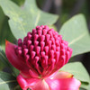 Telopea 'Enchanted Flame'