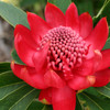 Waratah 'Enchanted Red' Telopea
