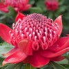 Waratah 'Enchanted Red' Telopea