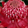 Waratah 'Enchanted Red' Telopea