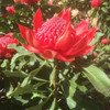 Waratah 'Enchanted Red' Telopea