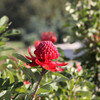 Waratah 'Shady Lady Crimson' Telopea