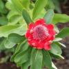 Waratah 'Shady Lady Crimson' Telopea