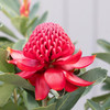 Waratah 'Shady Lady Crimson' Telopea