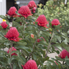 Waratah 'Shady Lady Crimson' Telopea