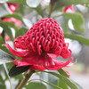 Waratah 'Shady Lady Red' Telopea