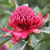 Waratah 'Shady Lady Red' Telopea