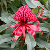 Waratah 'Shady Lady Red' Telopea