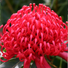 Waratah 'Shady Lady Red' Telopea
