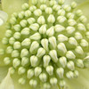 Waratah 'Shady Lady White' Telopea