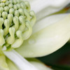Waratah 'Shady Lady White' Telopea