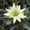 Waratah 'Shady Lady White' Telopea
