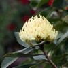 Waratah 'Shady Lady Yellow' Telopea