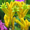 Anigozanthos 'Bush Bonanza' 140 mm