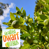 Calamansi Lime