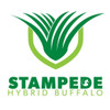 Stampede Hybrid Buffalo