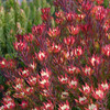 Leucadendron 'Devils Blush'