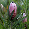 Protea 'Pink Mink'