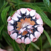 Protea 'Pink Mink'