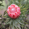 Protea 'Venus'