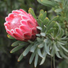 Protea 'Venus'