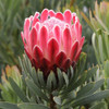 Protea 'Venus'