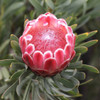 Protea 'Venus'